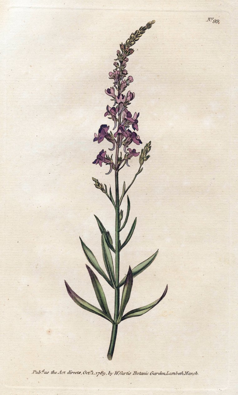 Purple Linar - Litografie od Jamese Sowerbyho (1757-1822), z botanického časopisu Williama Curtise (1746-1799) od James Sowerby