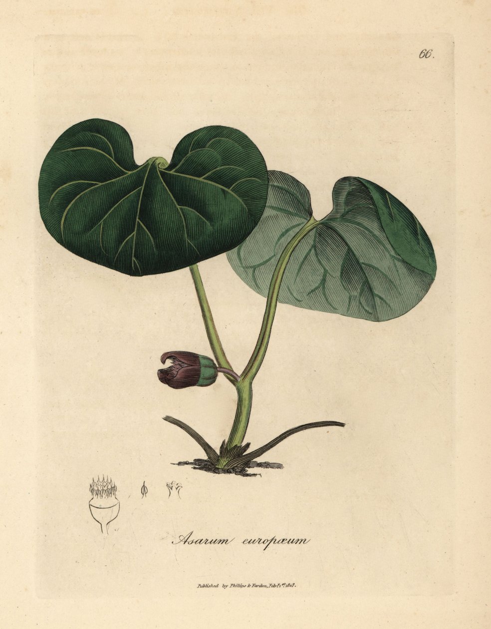 Fialově květovaná asarabacca nebo divoký zázvor, Asarum europaeum od James Sowerby
