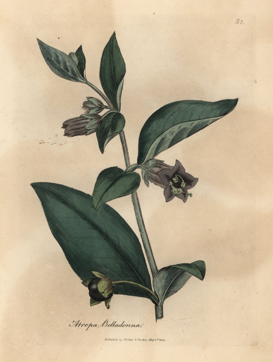 Fialově květovaná smrtka lilek, Atropa belladonna od James Sowerby