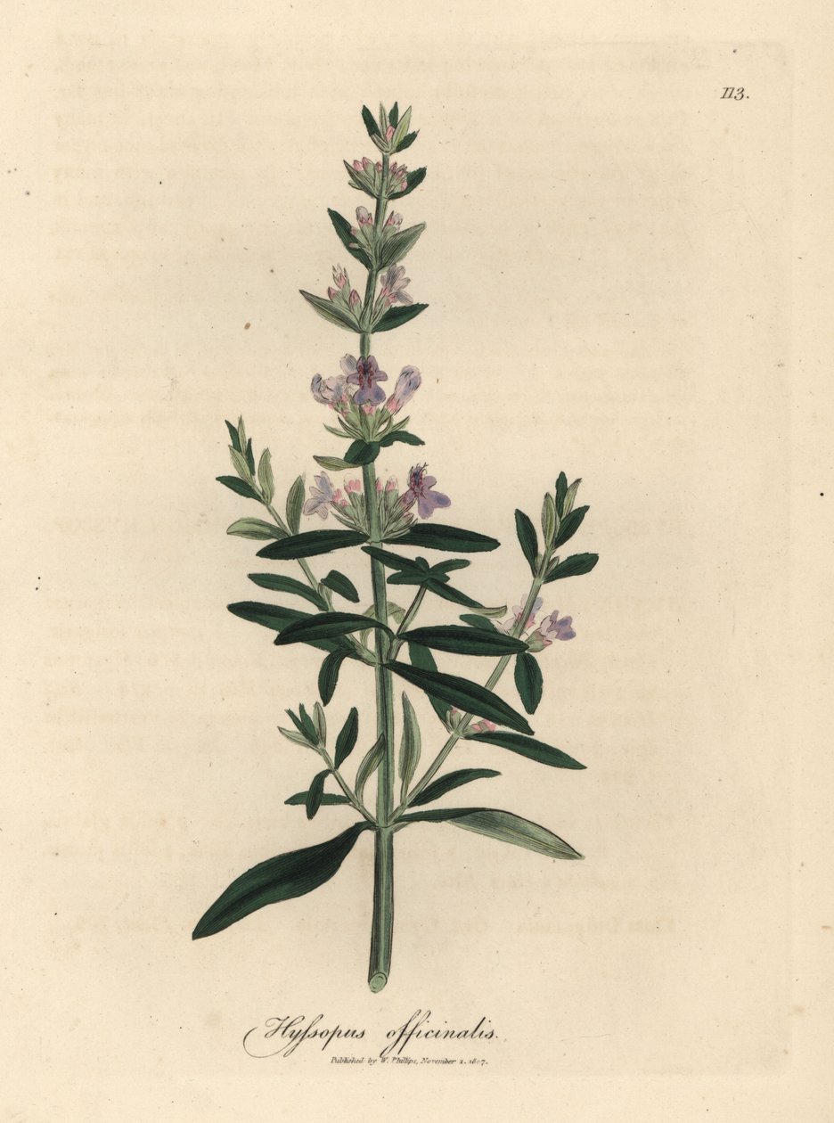 Fialově květovaný yzop, Hyssopus officinalis od James Sowerby