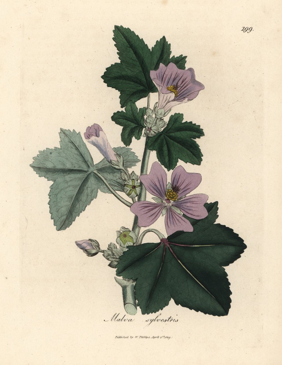Fialově květovaný sléz, Malva sylvestris od James Sowerby