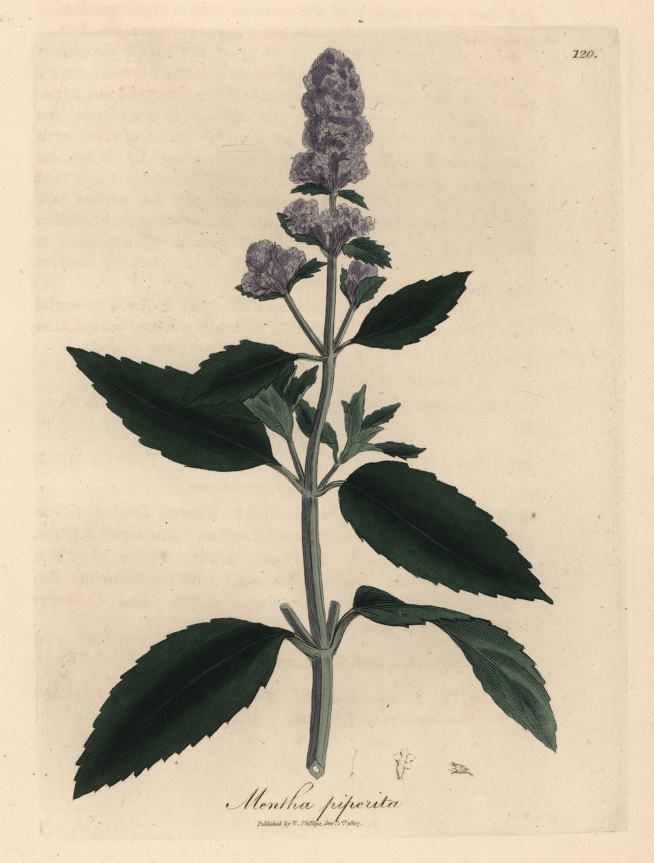 Fialově květovaná máta peprná, Mentha piperita od James Sowerby