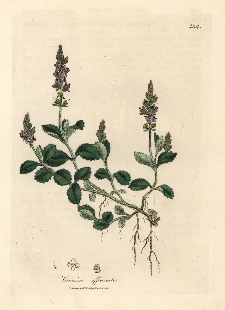 Fialově květovaná veronika, Veronica officinalis od James Sowerby