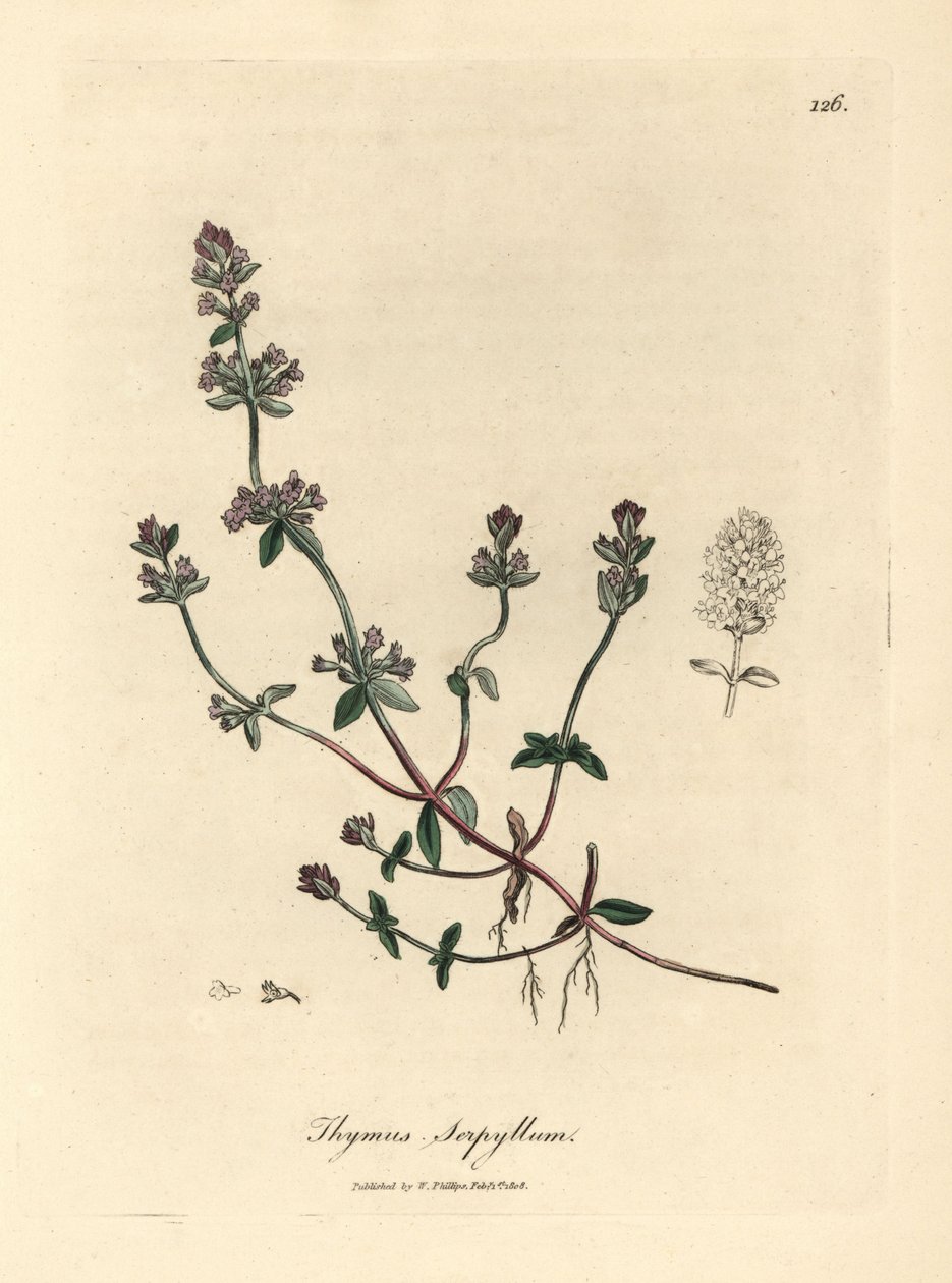 Fialově květovaný divoký tymián, Thymus serpyllum od James Sowerby