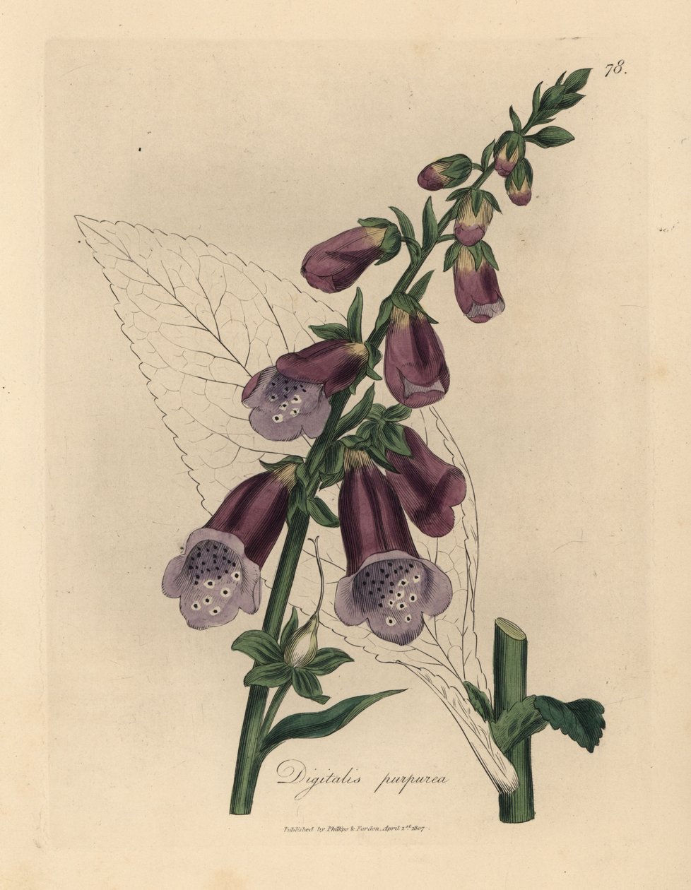 Náprstník fialový, Digitalis purpurea od James Sowerby
