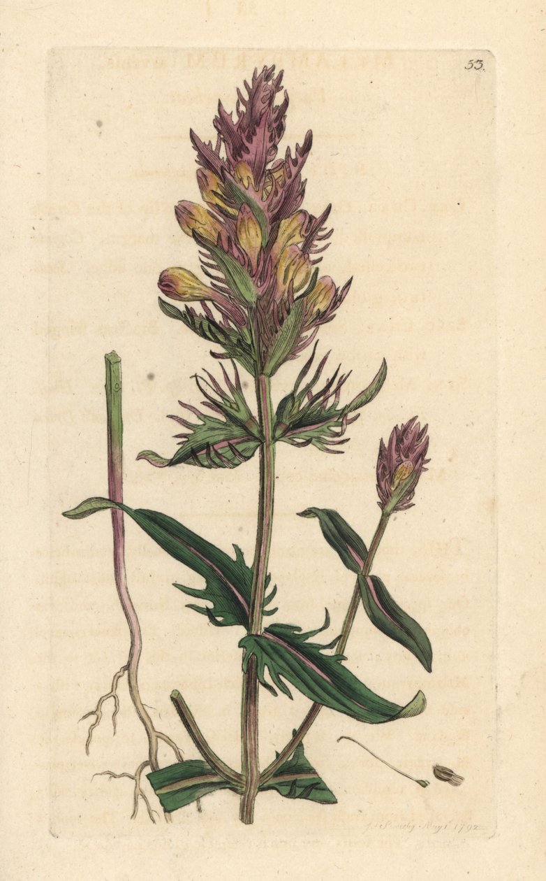 Nachová nebo polní kráva, Melampyrum arvense Ručně kolorovaná mědirytina podle ilustrace Jamese Sowerbyho z James Smith