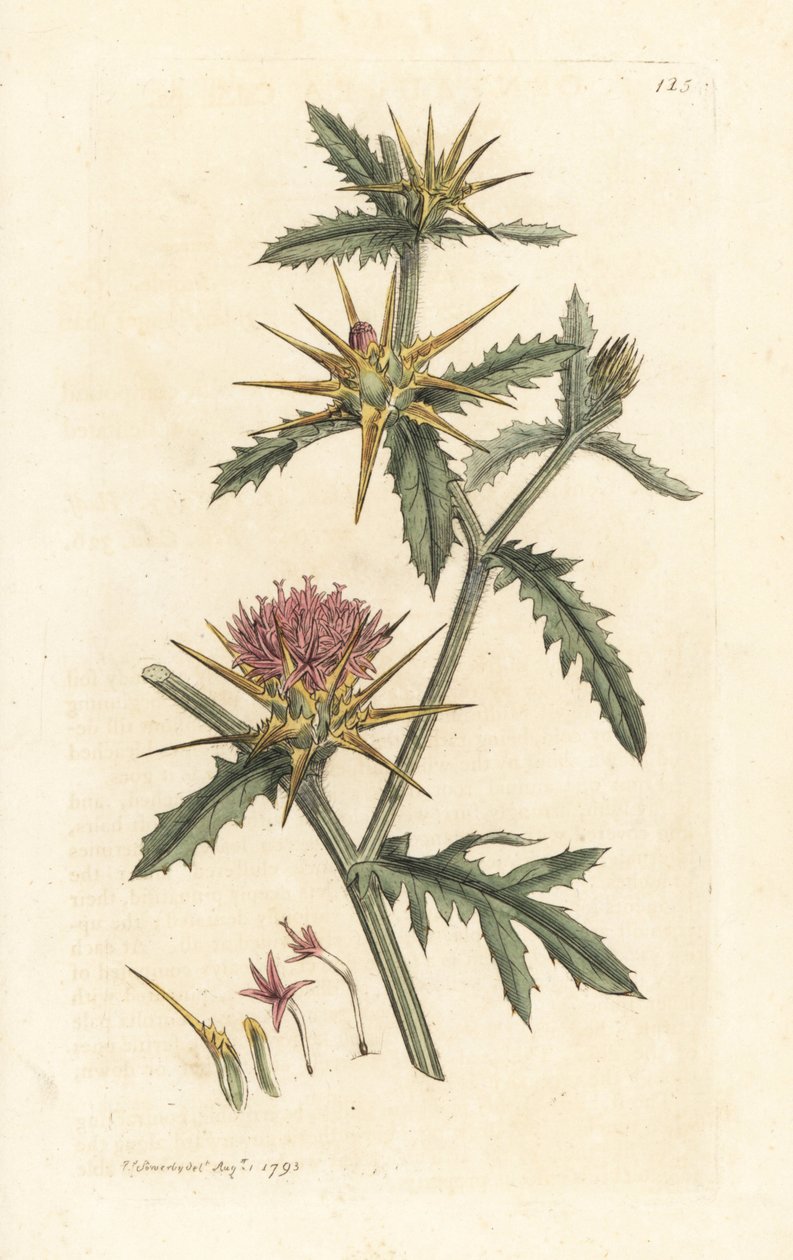 Fialový starthistle, Centaurea calcitrapa (Centauree hatchback, Centauree etoilee nebo Star Thistle) Ručně kolorovaná mědirytina podle ilustrace Jamese Sowerbyho z anglické botaniky Jamese Smithe, Londýn od James Sowerby
