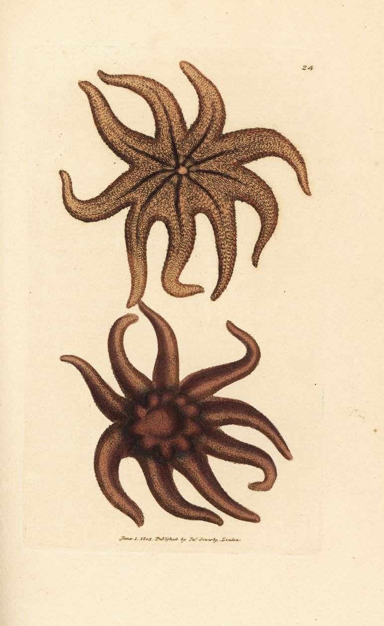 Hvězda fialová, Solaster endeca (hvězdice devítipaprsková, Asterias endeca). Ručně kolorovaná mědirytina od Jamese Sowerbyho z The British Miscellany nebo Barevné figurky nových, vzácných nebo málo známých zvířecích předmětů. od James Sowerby