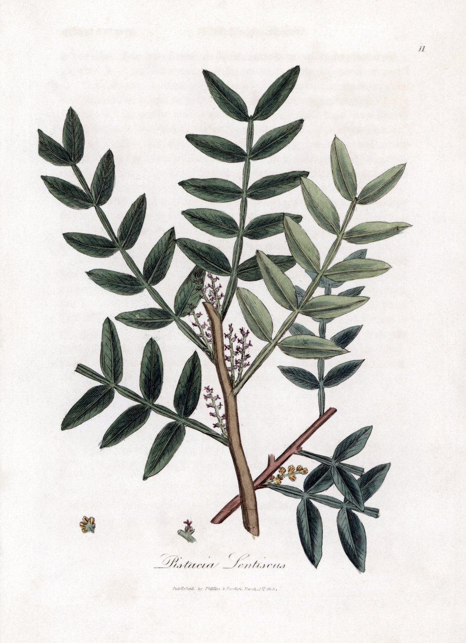 Putty tree nebo lentiscus pistácie - Putty tree, Pistacia lentiscus. Ručně kolorovaná mědirytina z botanické ilustrace Jamese Sowerbyho z Williama Woodvilla a Sira Williama Jacksona Hookera "" Medical Botany "," John Bohn, Londýn od James Sowerby