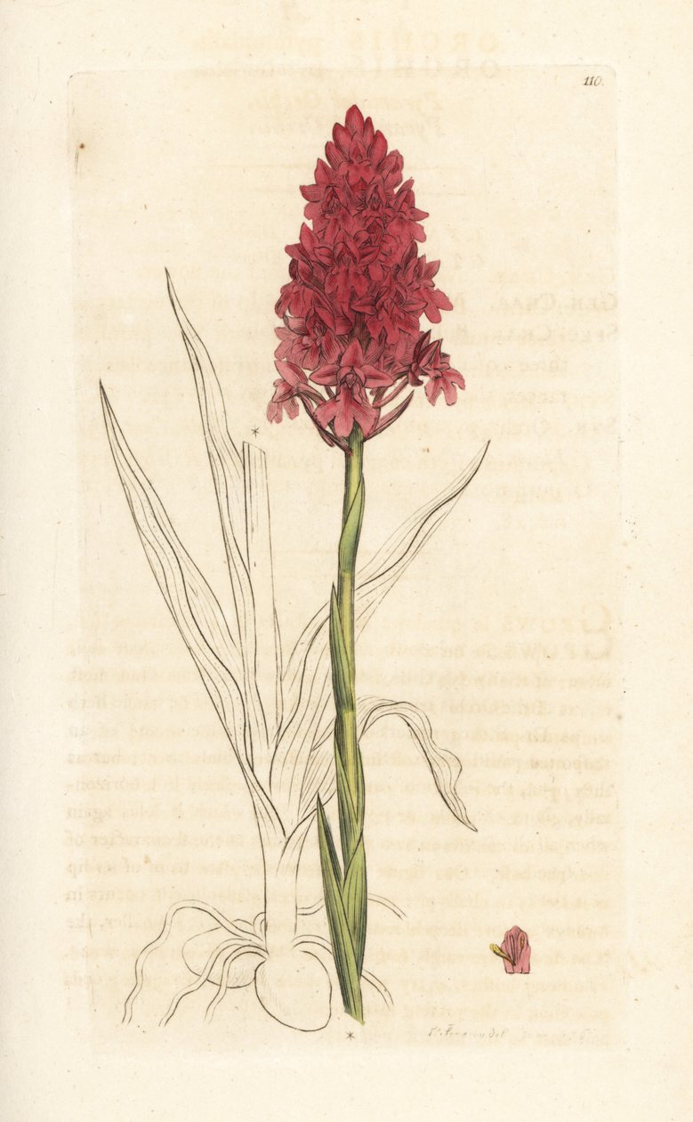 Pyramidální orchidej, Anacamptis pyramidalis (Pyramidální vstavač, Orchis pyramidalis). Ručně kolorovaná mědirytina podle ilustrace Jamese Sowerbyho z James Smith