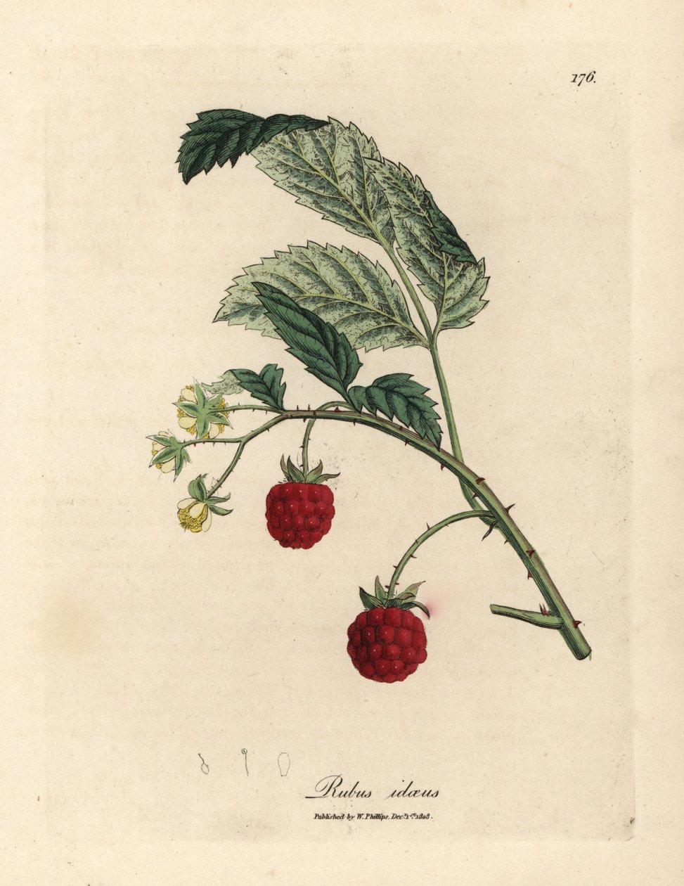 Malinový keř se zralým ovocem a žlutými květy, Rubus idaeus od James Sowerby