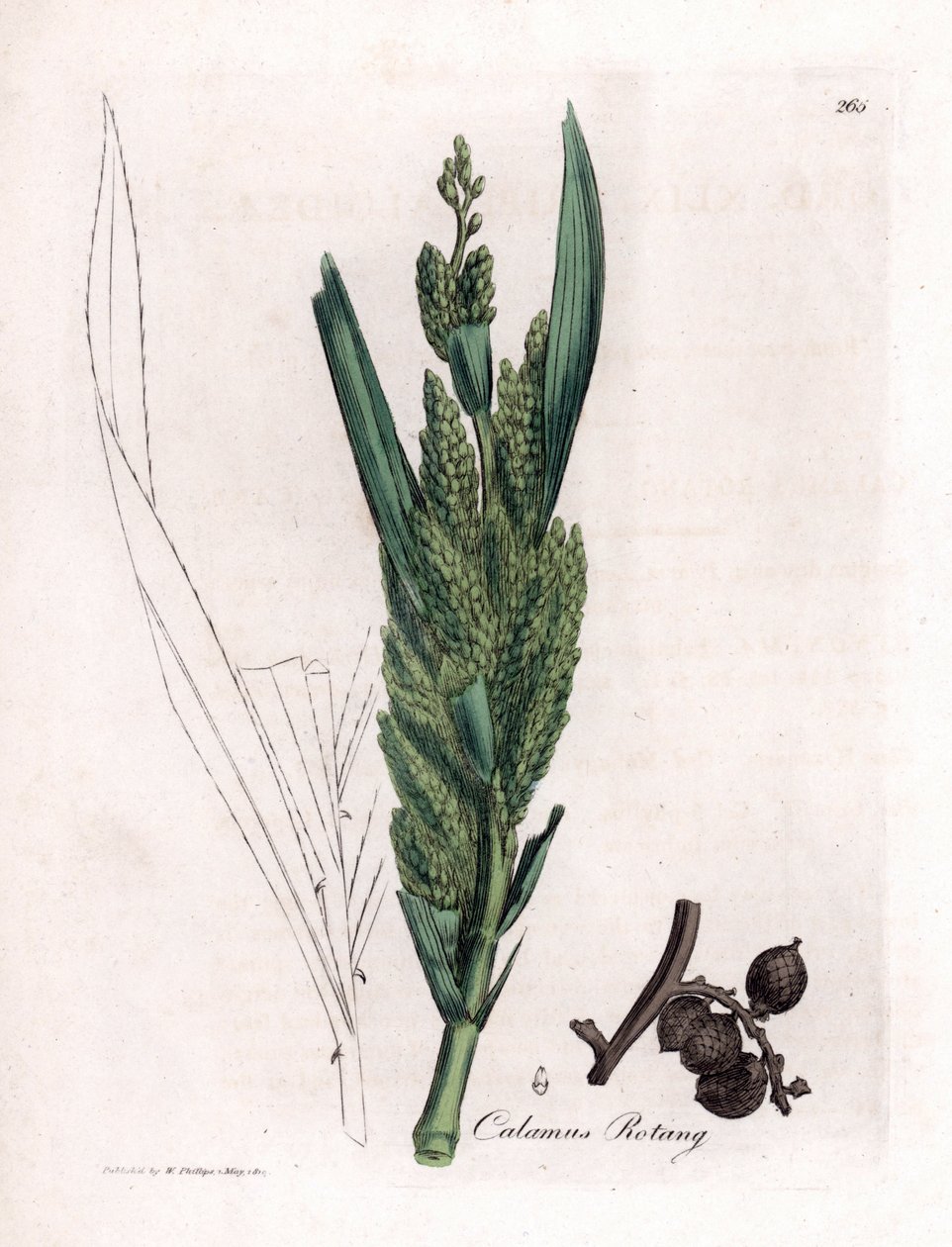 Ratanová palma - rotangová hůl, Calamus rotang. Ručně kolorovaná mědirytina z botanické ilustrace Jamese Sowerbyho z Williama Woodvilla a Sira Williama Jacksona Hookera "" Medical Botany "," John Bohn, Londýn od James Sowerby