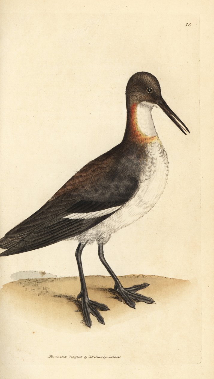 Falaropus rudokrký, Phalaropus lobatus (Phalaropus hyperboreus). Ručně kolorovaná mědirytina od Jamese Sowerbyho z The British Miscellany nebo Barevné figurky nových, vzácných nebo málo známých zvířecích předmětů. od James Sowerby