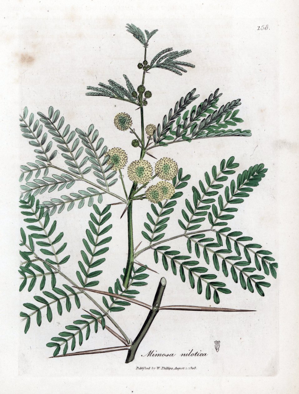 Red Gum - arabská guma, Acacia nilotica. Ručně kolorovaná mědirytina z botanické ilustrace Jamese Sowerbyho z Williama Woodvilla a Sira Williama Jacksona Hookera "" Medical Botany "," John Bohn, Londýn od James Sowerby