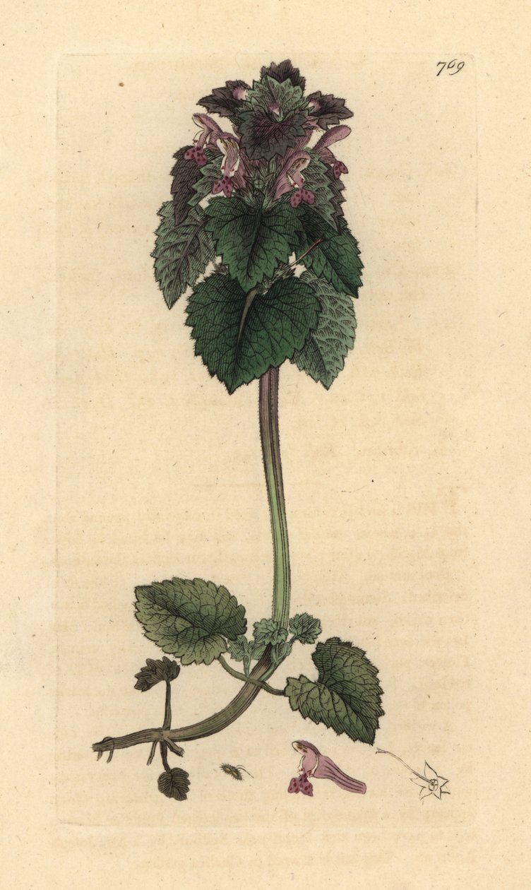 Červená kopřiva, Lamium purpureum Ručně kolorovaná mědirytina podle kresby Jamese Sowerbyho pro Anglickou botaniku Jamese Smithe od James Sowerby