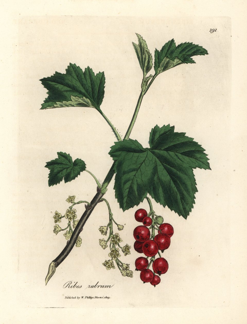 Červený rybíz, Ribes rubrum od James Sowerby