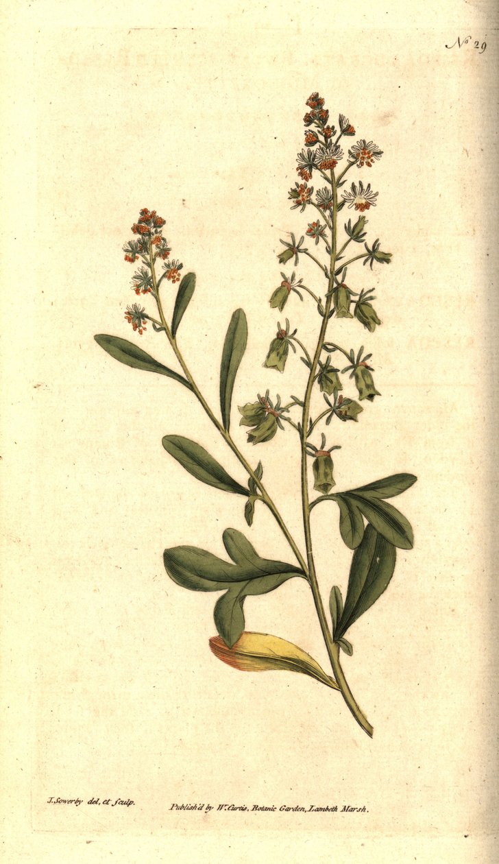 Reseda odorant - Reseda vonná nebo mignonette, Reseda odorata. Ručně kolorovaná mědirytina a botanická ilustrace od Jamese Sowerbyho z The Botanical Magazine Williama Curtise, Lambeth Marsh, Londýn od James Sowerby