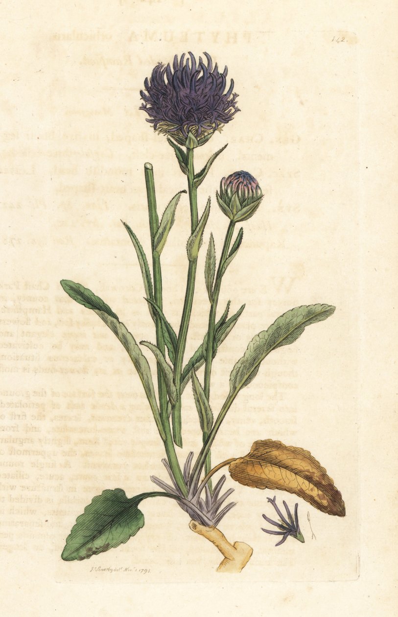 Rampion s kulatou hlavou, Phyteuma orbiculare (Phyteuma orbicularis) (Orbicular Rapunzel) Ručně kolorovaná mědirytina podle ilustrace Jamese Sowerbyho z James Smith