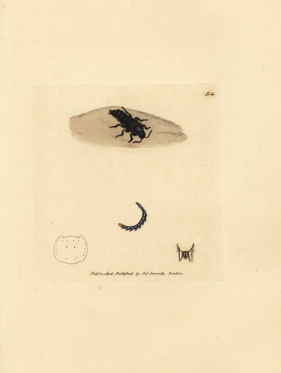 Rohovec, Velleius dilatatus (Staphylinus vroubkovaný, Staphylinus concolor). Ručně kolorovaná mědirytina od Jamese Sowerbyho z The British Miscellany, aneb barevné postavy nových, vzácných nebo málo známých zvířecích předmětů. od James Sowerby