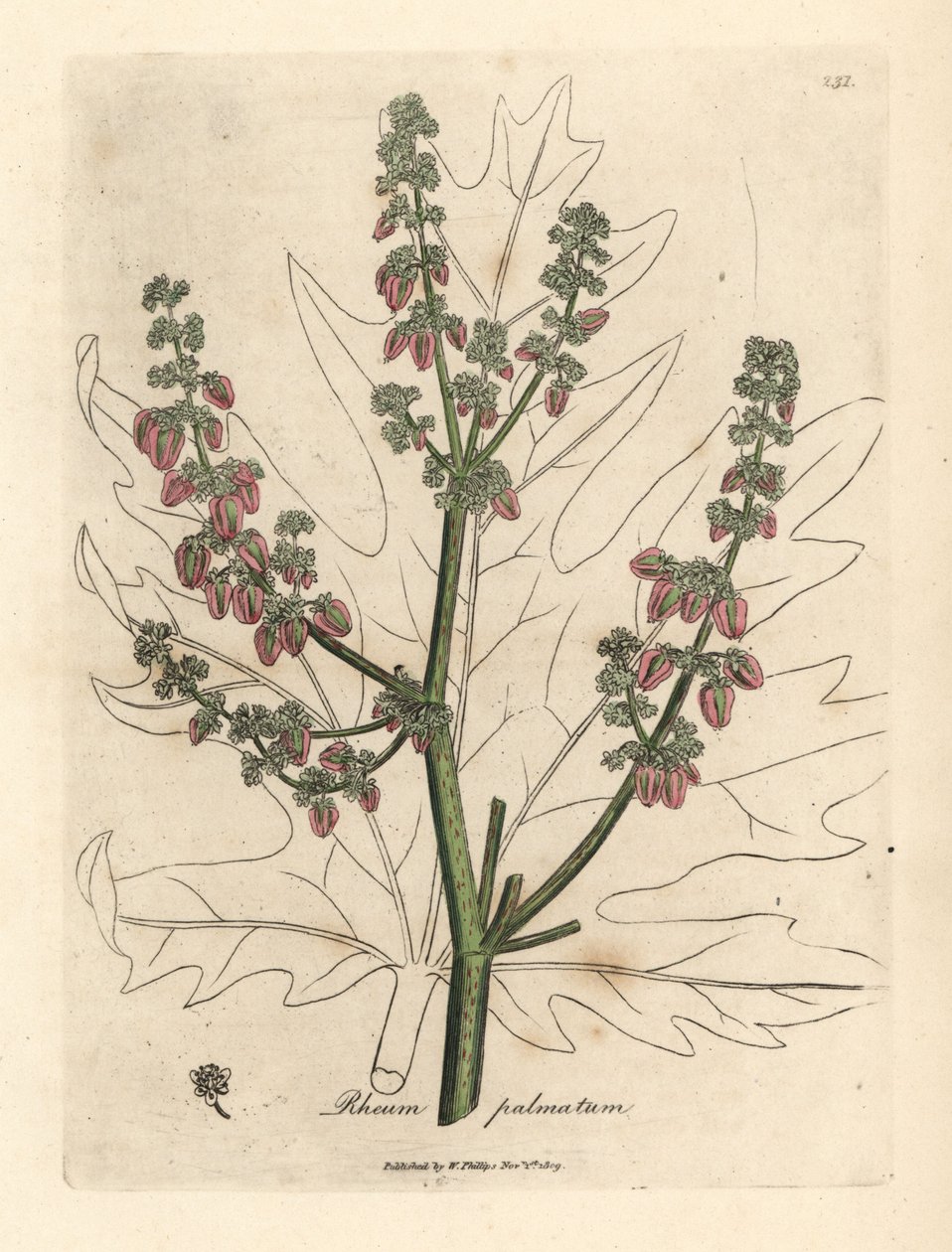 Květy a stonek rebarbory, obrys listu, Rheum palmatum od James Sowerby