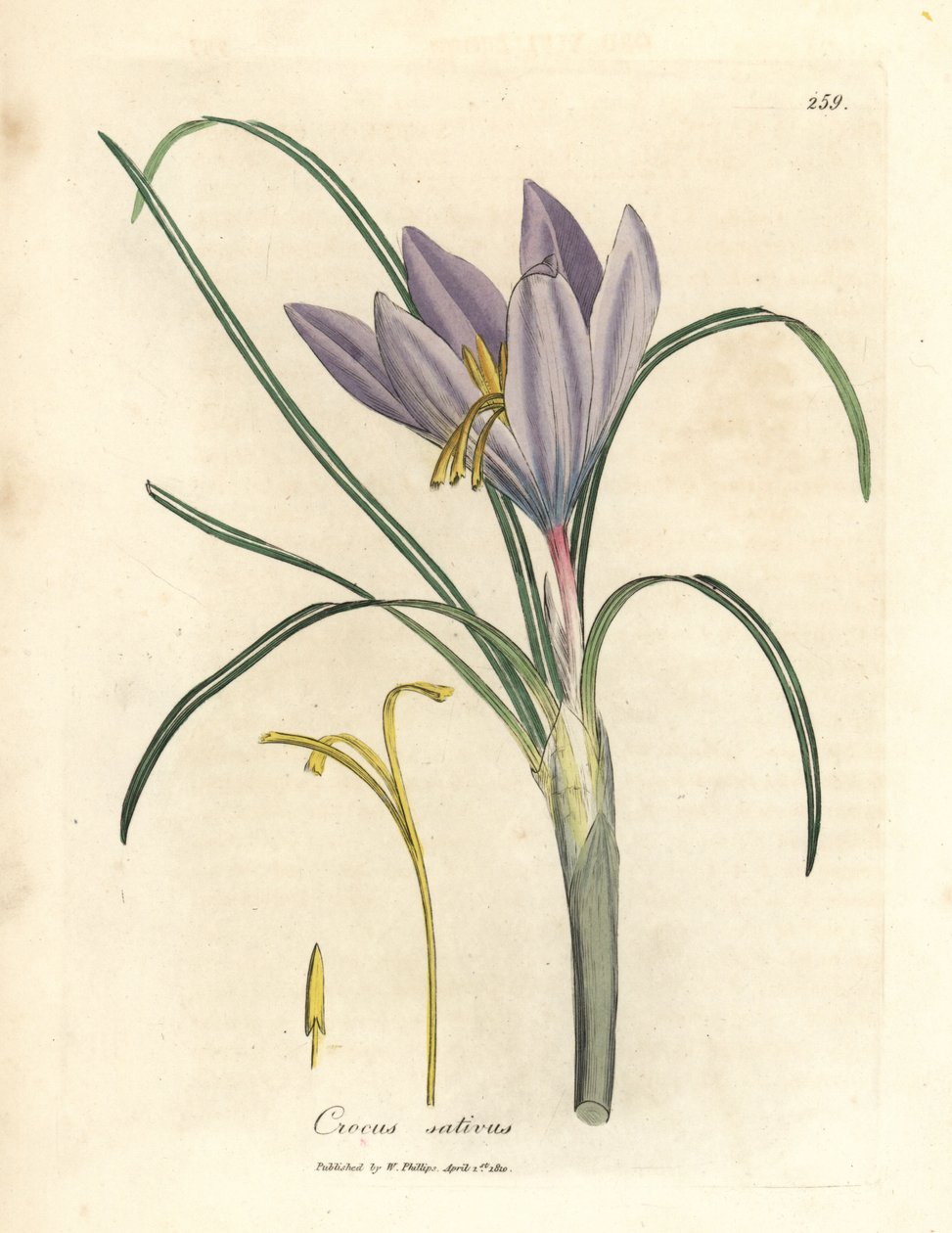 Šafránový krokus, Crocus sativus od James Sowerby