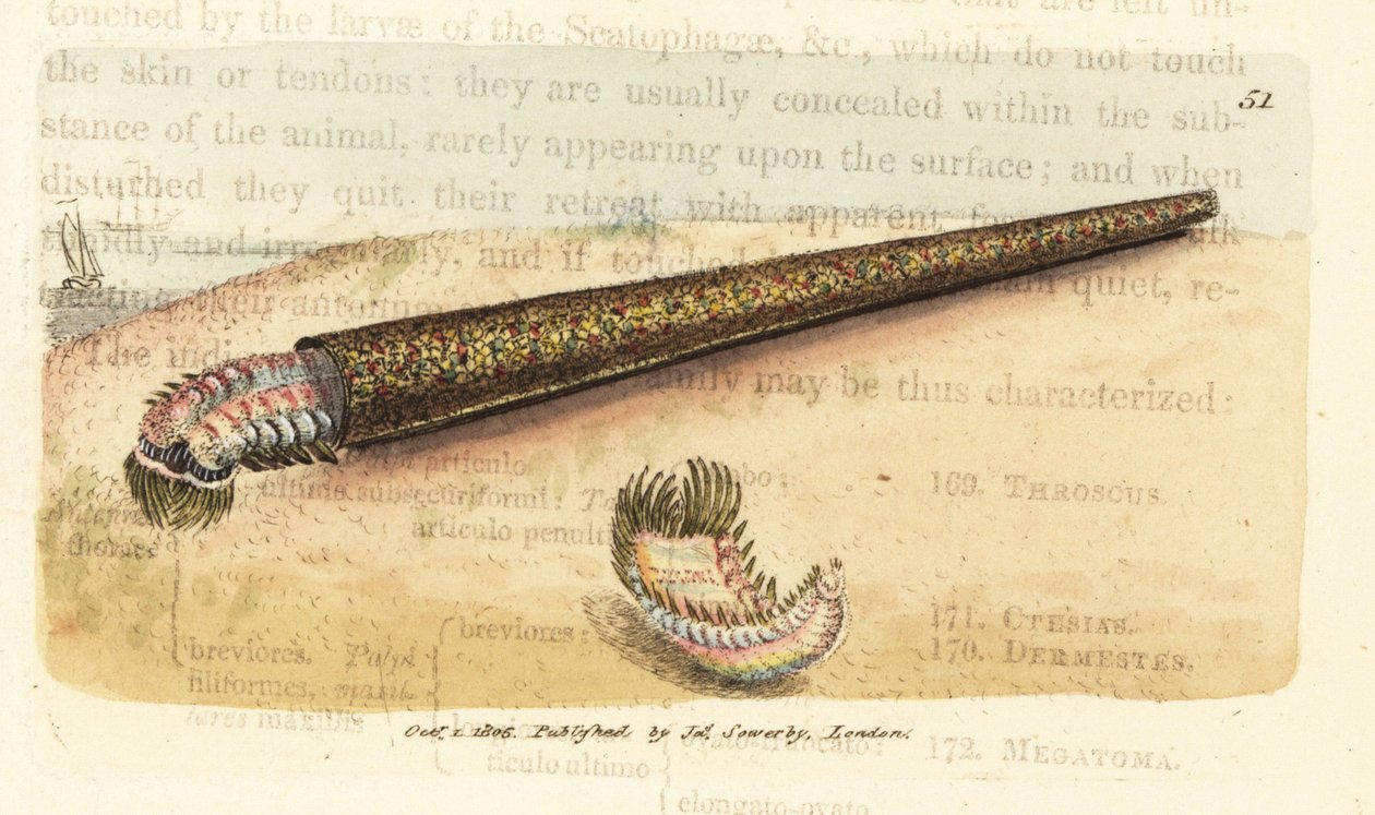 Pískovec vějířovitý, Pectinaria belgica (Nereis pectinata). Ručně kolorovaná mědirytina od Jamese Sowerbyho z The British Miscellany nebo Barevné figurky nových, vzácných nebo málo známých zvířecích předmětů. od James Sowerby