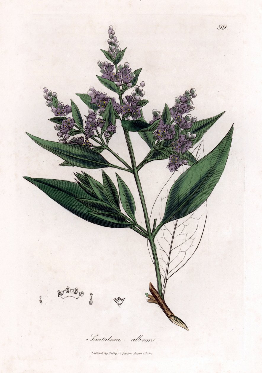 Sandalwood - indické santalové dřevo, Santalum album. Zranitelný. Ručně kolorovaná mědirytina z botanické ilustrace Jamese Sowerbyho z Williama Woodvilla a Sira Williama Jacksona Hookera "" Medical Botany "," John Bohn, Londýn od James Sowerby