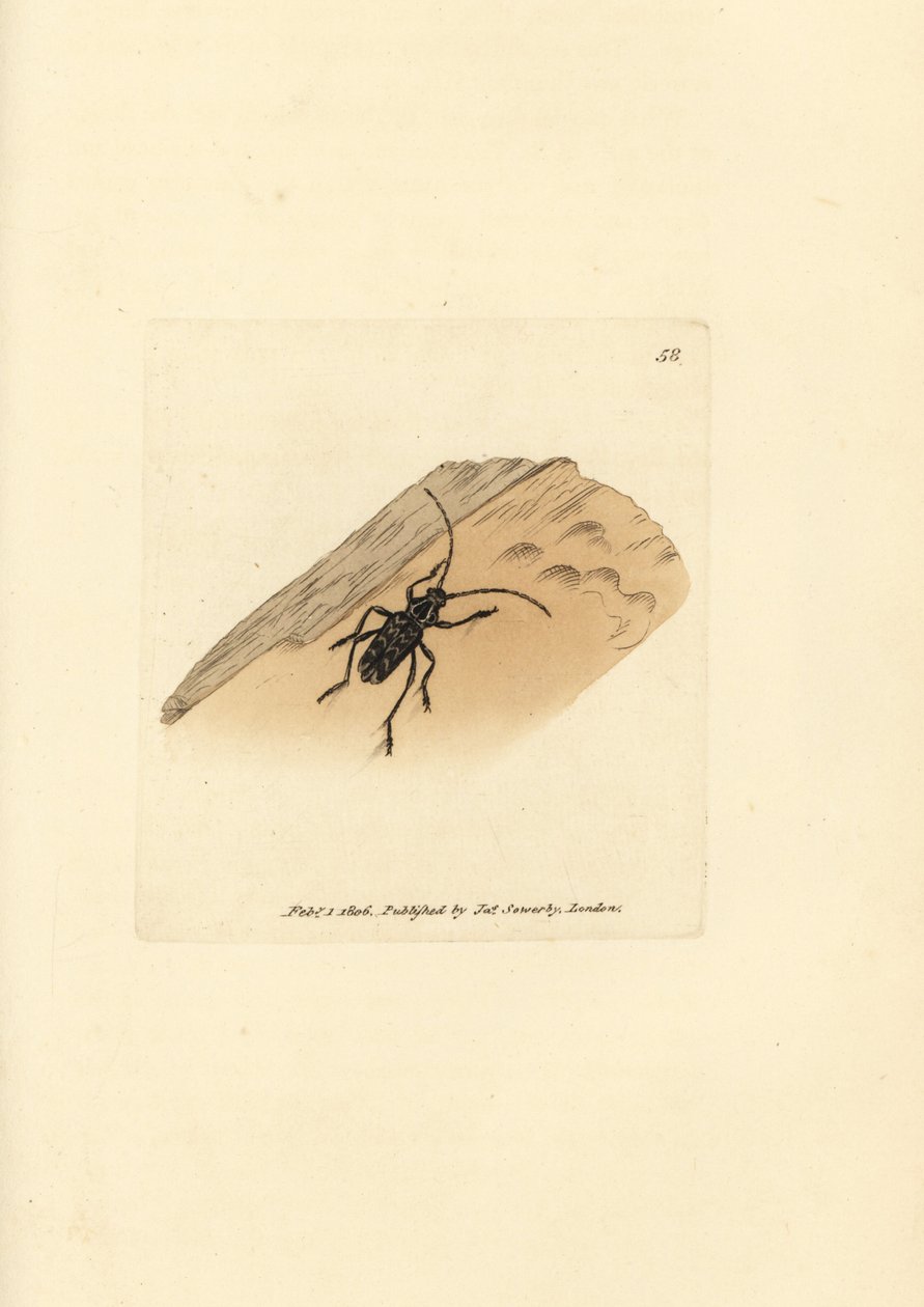 Brouk Sarosesthes fulminans (Cerambyx fulminans). Ručně kolorovaná mědirytina od Jamese Sowerbyho z The British Miscellany nebo Barevné figurky nových, vzácných nebo málo známých zvířecích předmětů. od James Sowerby