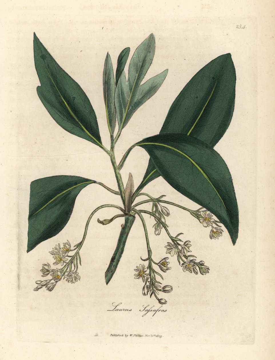 Sassafras strom, Laurus sassafras od James Sowerby