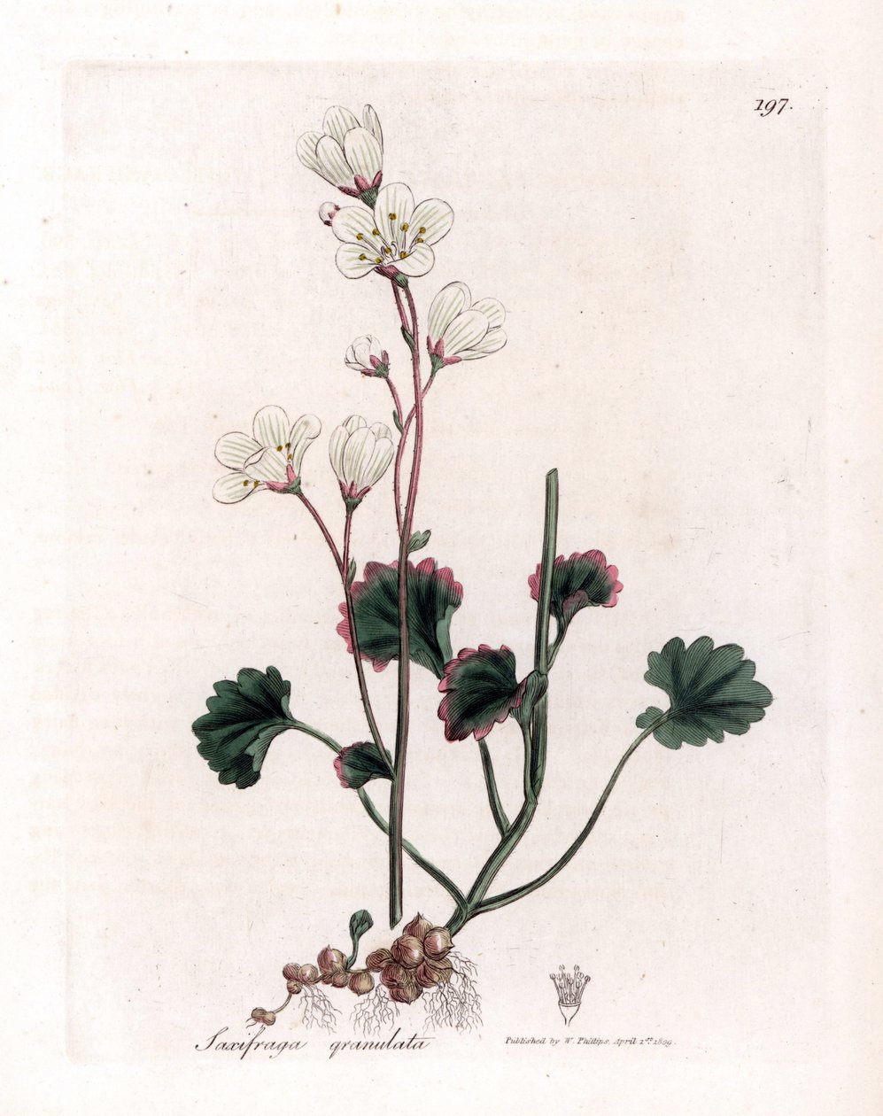 Lomikámen granule nebo bulbbles - Lomikámen bílý, Saxifraga granulata. Ručně kolorovaná mědirytina z botanické ilustrace Jamese Sowerbyho z Williama Woodvilla a Sira Williama Jacksona Hookera "" Medical Botany "," John Bohn, Londýn od James Sowerby