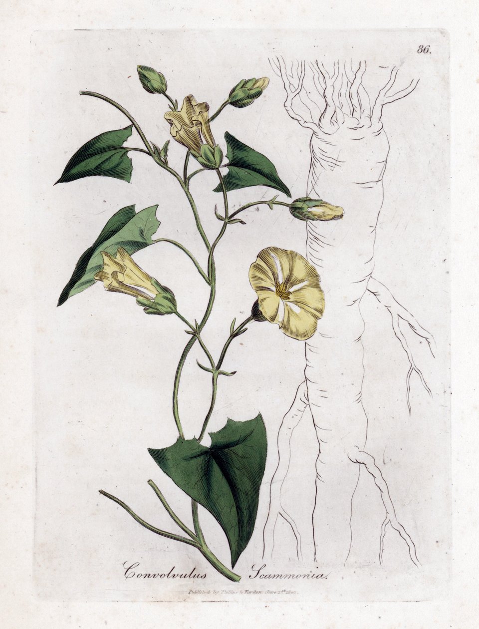 Scamonee - svlačec scammony, Convolvulus scammonia. Ručně kolorovaná mědirytina z botanické ilustrace Jamese Sowerbyho z Williama Woodvilla a Sira Williama Jacksona Hookera "" Medical Botany "," John Bohn, Londýn od James Sowerby