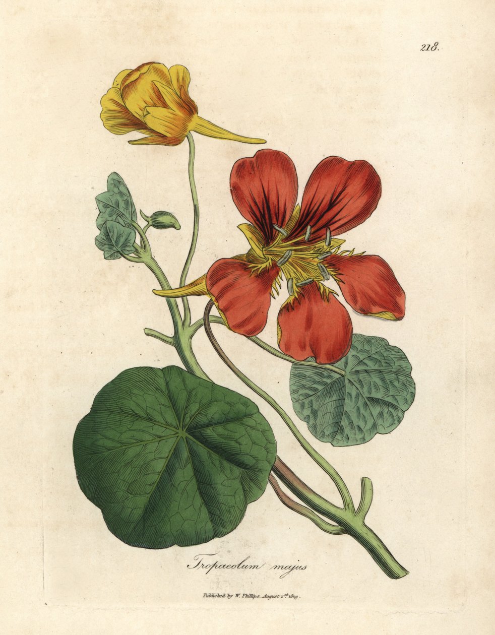 Šarlatově a žlutě kvetoucí řeřicha větší, Tropaeolum majus od James Sowerby