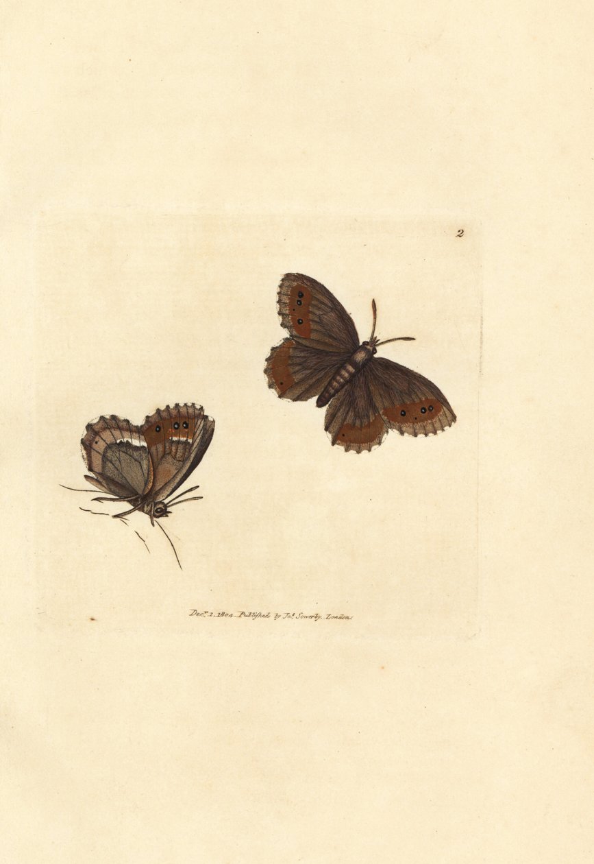 Motýl skotský Argus, Erebia aethiops (Papilio blandina). Ručně kolorovaná mědirytina od Jamese Sowerbyho z The British Miscellany, aneb barevné postavy nových, vzácných nebo málo známých zvířecích předmětů. od James Sowerby