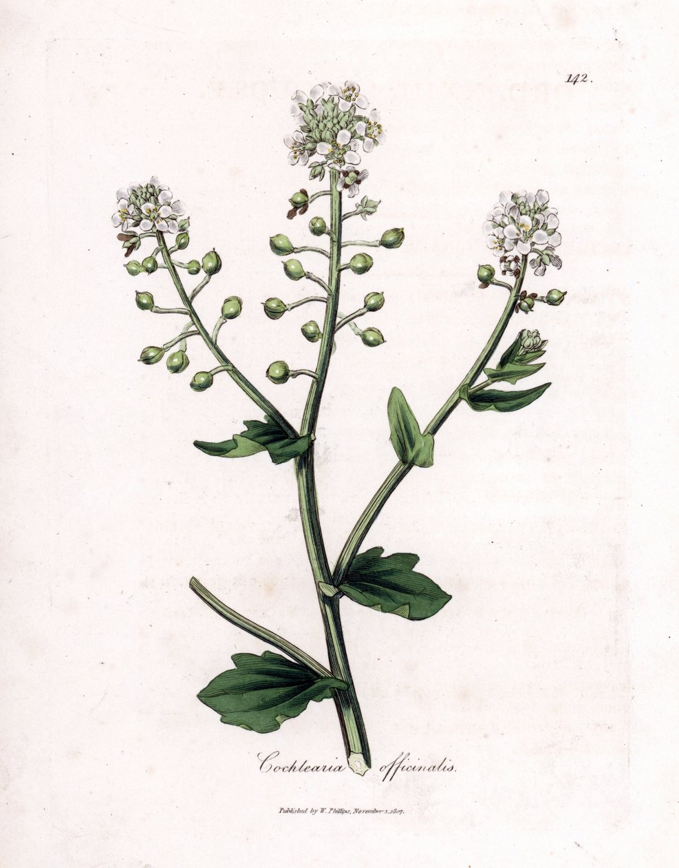 Scurvygrass, Cochlearia officinalis. Ručně kolorovaná mědirytina z botanické ilustrace Jamese Sowerbyho z Williama Woodvilla a Sira Williama Jacksona Hookera "" Medical Botany "," John Bohn, Londýn od James Sowerby