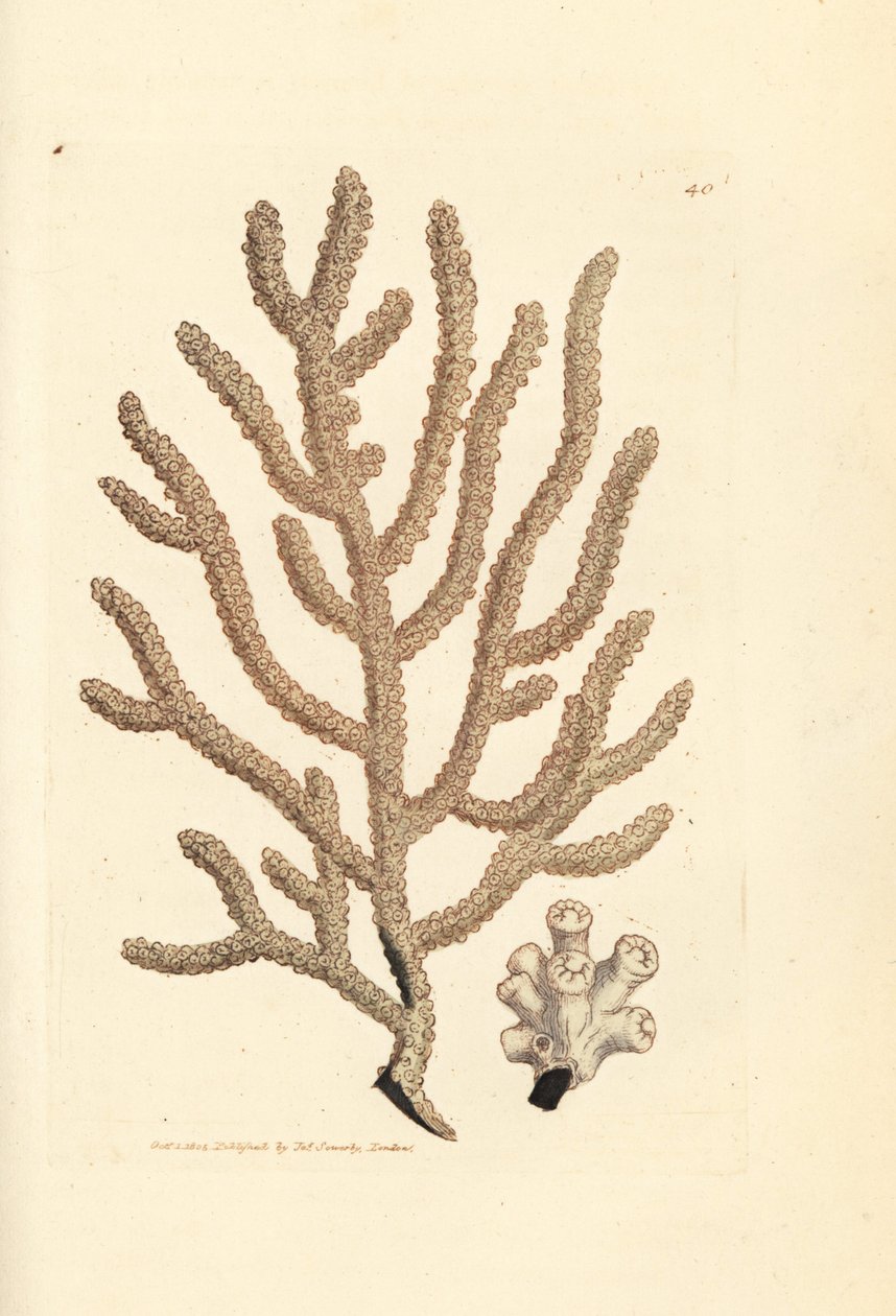 Mořský ventilátor, druhy Gorgonia (štíhlá Gorgonia, Gorgogonia vimimimalis?). Ruční gravírování měděné desky od Jamese Sowerbyho z britské miscellany nebo barevné postavy nových, vzácných nebo málo známých zvířecích předmětů. od James Sowerby
