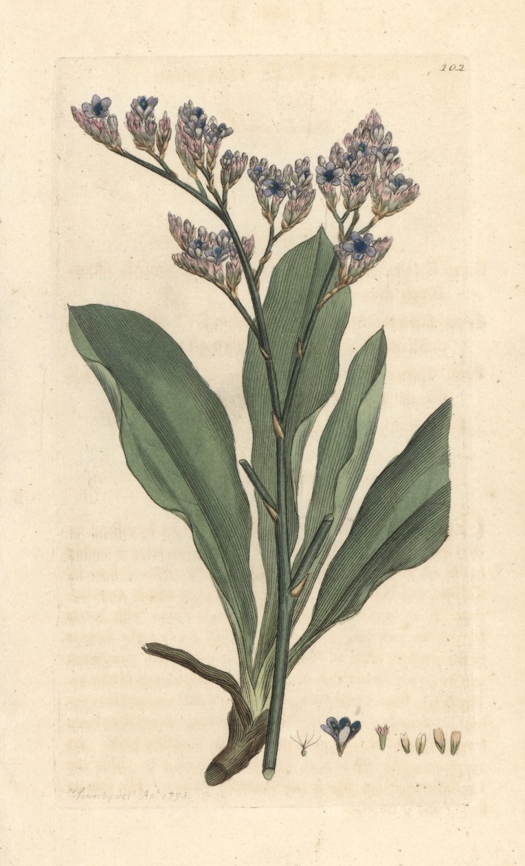 Levandule mořská, Limonium vulgare (Statice limonium) (levandule mořská) Ručně kolorovaná mědirytina podle ilustrace Jamese Sowerbyho z James Smith