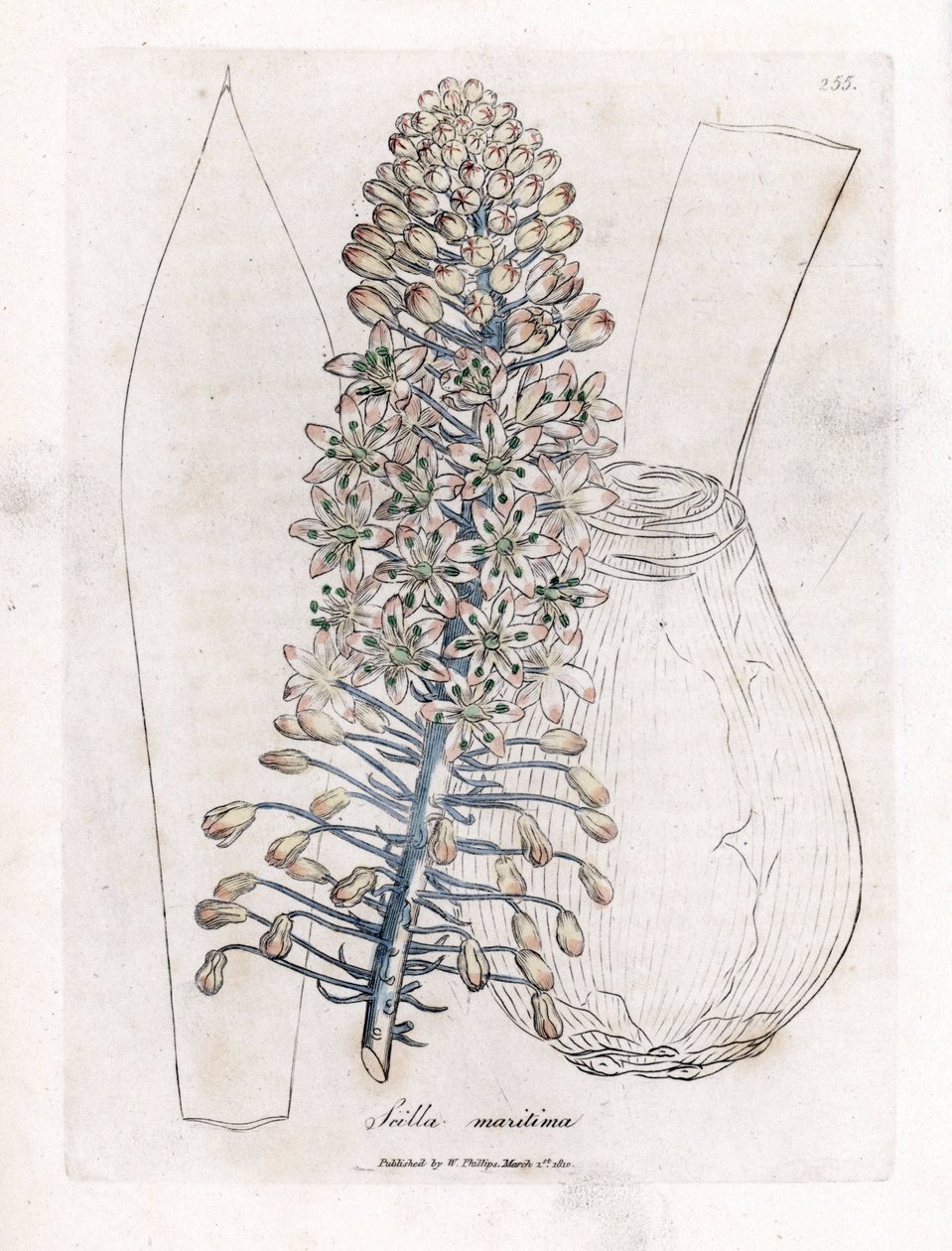 Mořská cibule nebo squid, Drimia maritima. Ručně kolorovaná mědirytina z botanické ilustrace Jamese Sowerbyho z Williama Woodvilla a Sira Williama Jacksona Hookera "" Medical Botany "," John Bohn, Londýn od James Sowerby