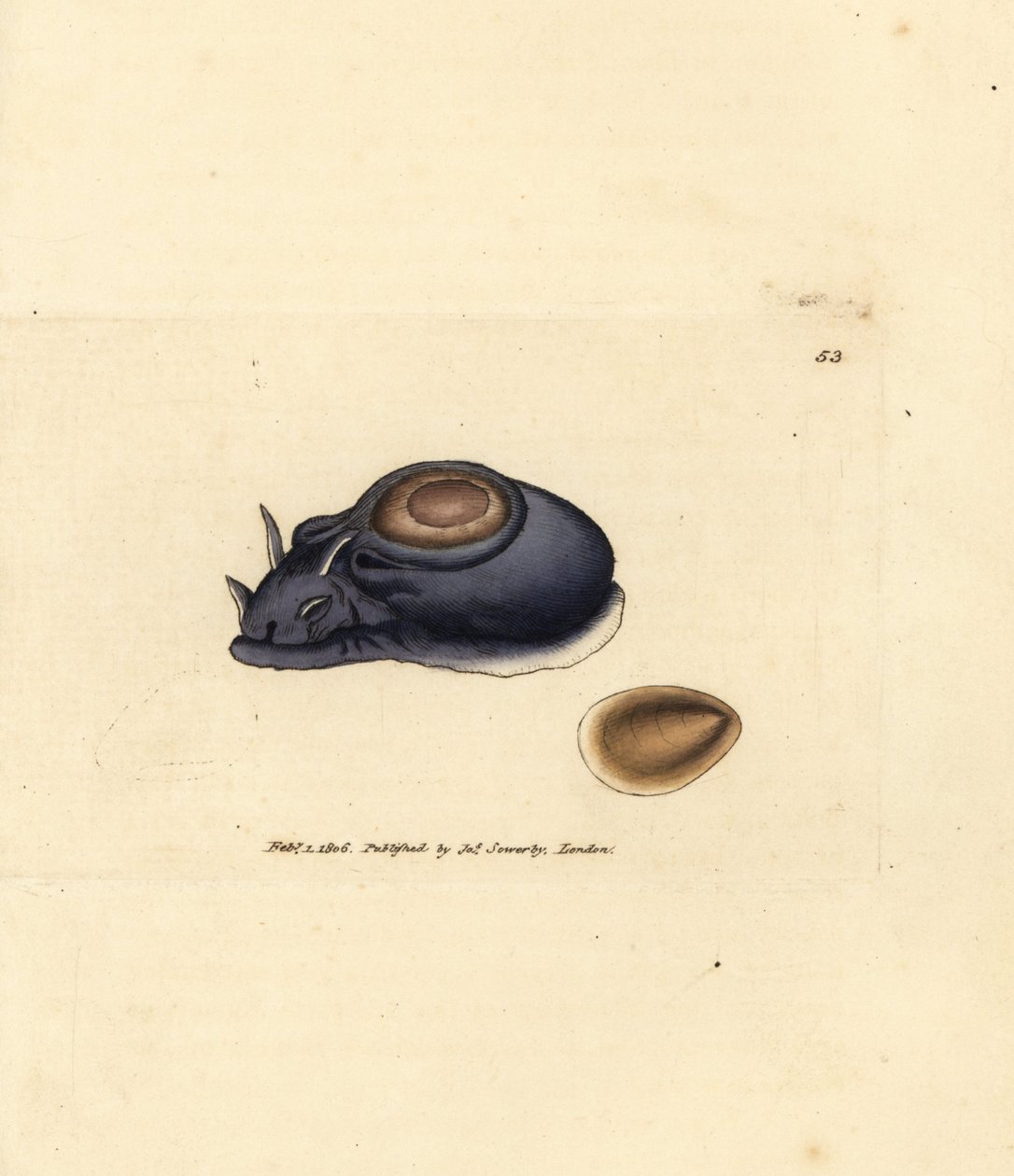 Mořský slimák nebo mořský zajíc, Aplysia punctata (Aplysia hybrida). Ručně kolorovaná mědirytina od Jamese Sowerbyho z The British Miscellany nebo Barevné figurky nových, vzácných nebo málo známých zvířecích předmětů. od James Sowerby