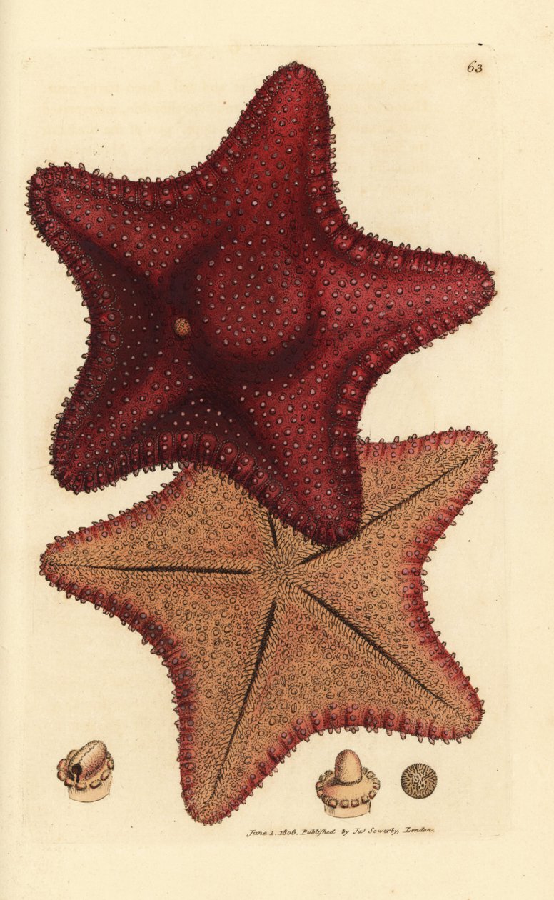 Mořská hvězda nebo hvězdice, Hippasteria phrygiana (Asterias equestris?). Ručně kolorovaná mědirytina od Jamese Sowerbyho z The British Miscellany nebo Barevné figurky nových, vzácných nebo málo známých zvířecích předmětů. od James Sowerby