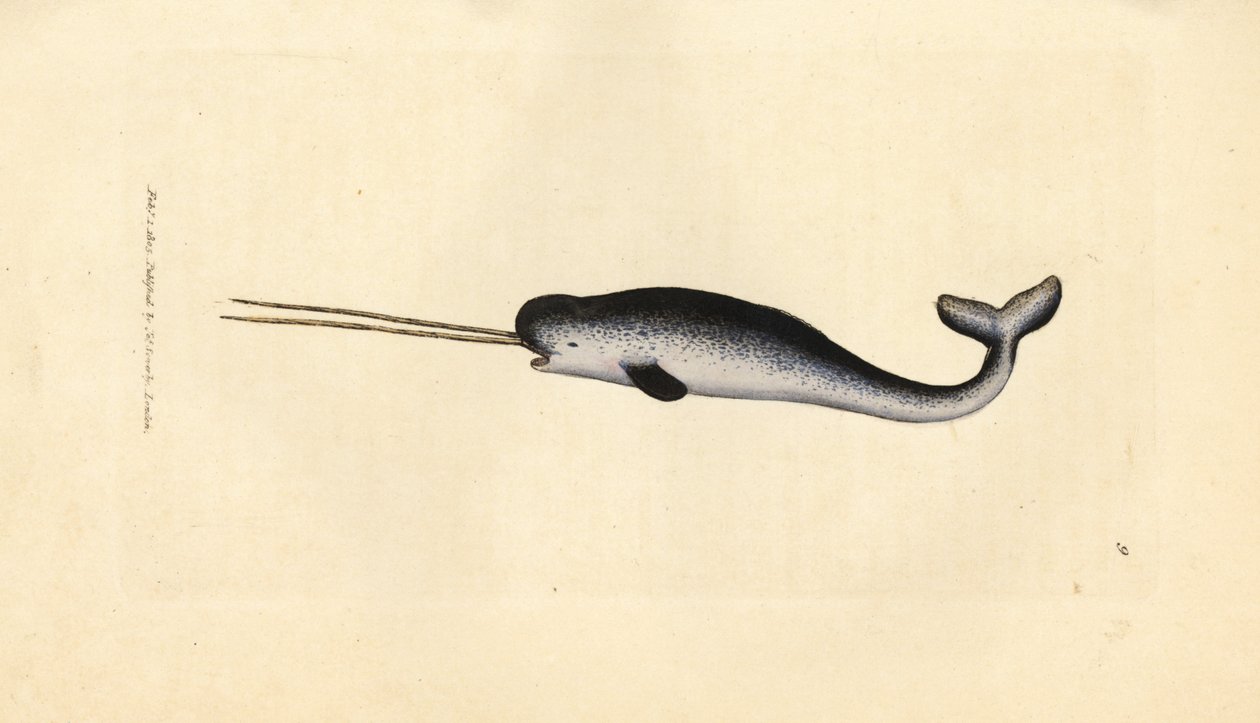 Mořský jednorožec nebo narval, Monodon monoceros. Vzácný exemplář s dvojitými kly. Ručně kolorovaná mědirytina od Jamese Sowerbyho z The British Miscellany nebo Barevné figurky nových, vzácných nebo málo známých zvířecích předmětů. od James Sowerby