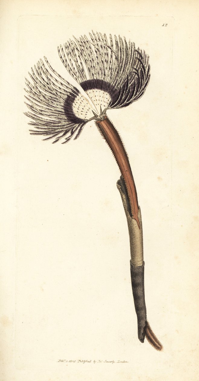 Mořský červ, Amphitrite ventilabrum. Ručně kolorovaná mědirytina od Jamese Sowerbyho z The British Miscellany nebo Barevné figurky nových, vzácných nebo málo známých zvířecích předmětů. od James Sowerby