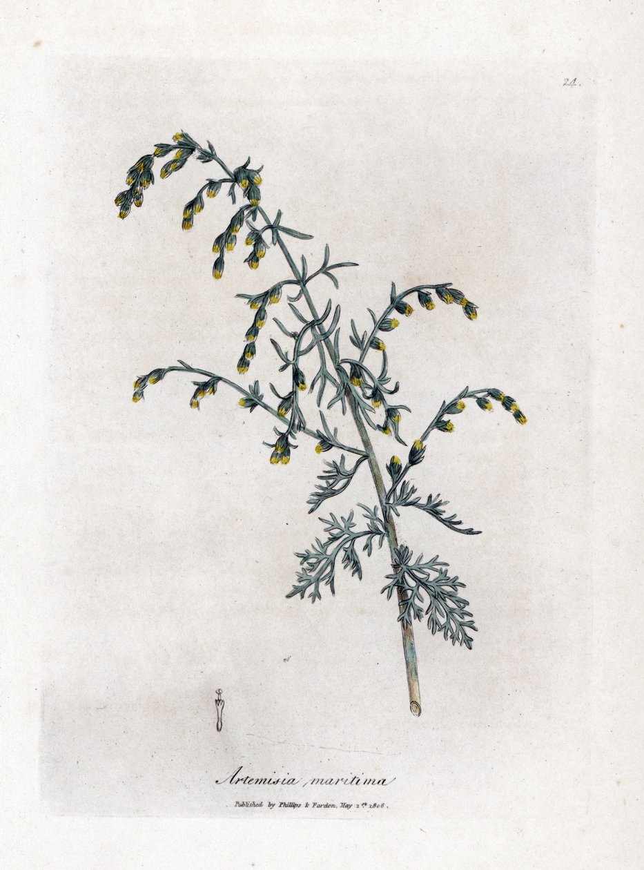 Pelyněk mořský, Artemisia maritima. Ručně kolorovaná mědirytina z botanické ilustrace Jamese Sowerbyho z Williama Woodvilla a Sira Williama Jacksona Hookera "" Medical Botany "," John Bohn, Londýn od James Sowerby