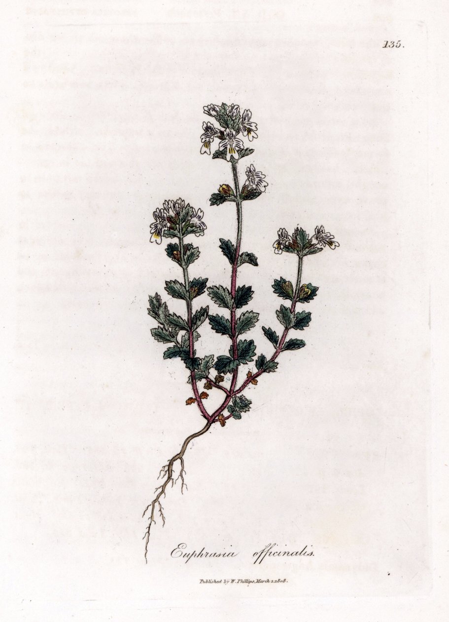 Krátkozraká tráva - Světlice obecná, Euphrasia officinalis. Ručně kolorovaná mědirytina z botanické ilustrace Jamese Sowerbyho z Williama Woodvilla a Sira Williama Jacksona Hookera "" Medical Botany "," John Bohn, Londýn od James Sowerby