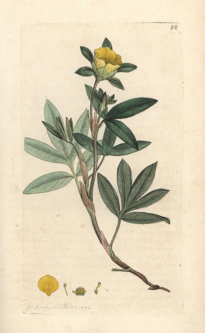 Mochna keřovitá, Dasiphora fruticosa nebo Potentilla fruticosa (Mochyně frutescente ou la mochna shbustive) Ručně kolorovaná mědirytina podle ilustrace Jamese Sowerbyho z James Smith