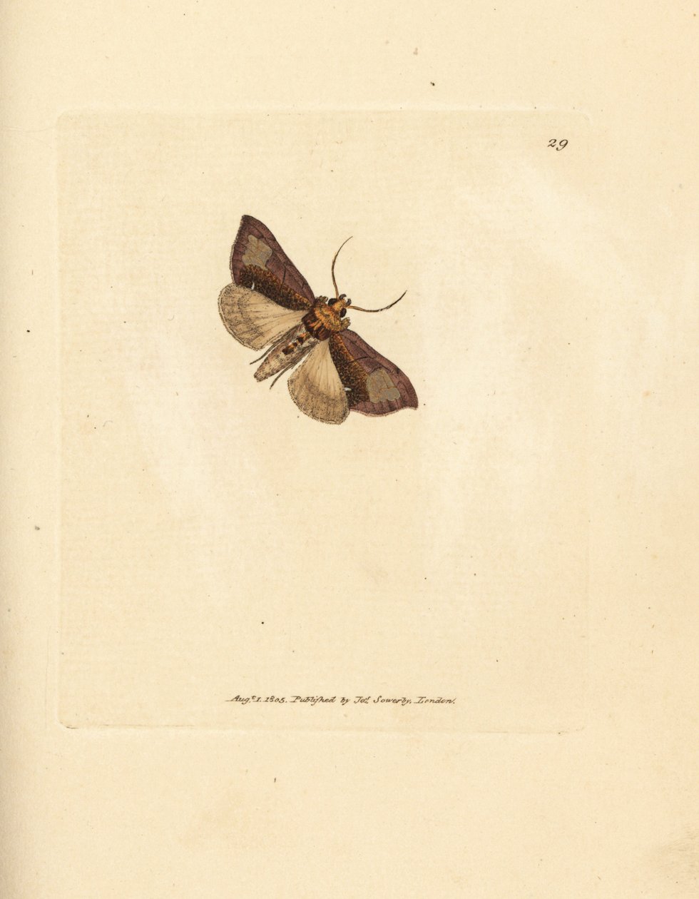 Štíhlé leštěné brassels, Thysanoplusia orichalcea (yorkshire leštěné brassels můra; Phalaena Noctua aerifera). Ručně kolorovaná mědirytina od Jamese Sowerbyho z The British Miscellany nebo barevné figurky nových, vzácných nebo málo známých zvířat su od James Sowerby