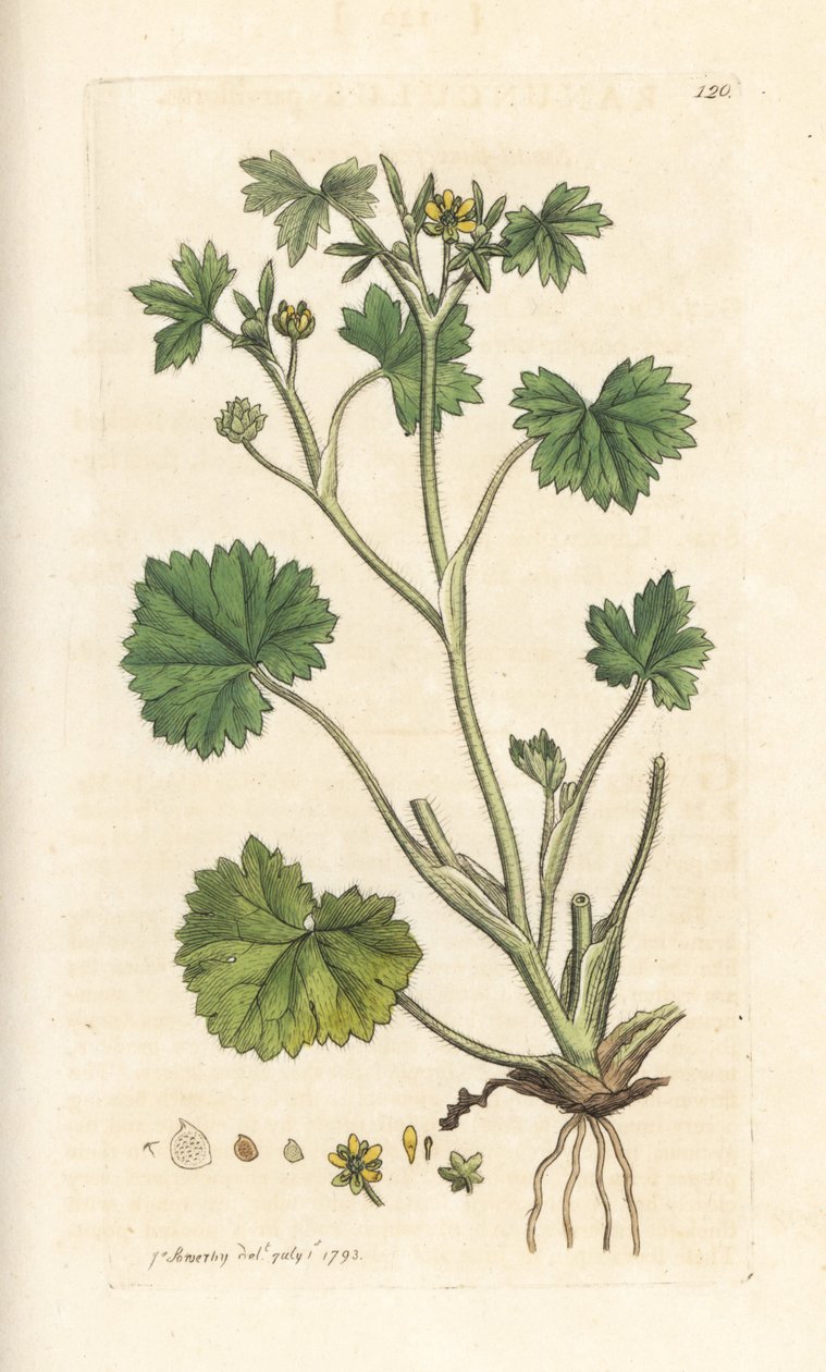 Pryskyřník malokvetý, Ranunculus parviflorus (pryskyřník) Ručně kolorovaná mědirytina podle ilustrace Jamese Sowerbyho z James Smith