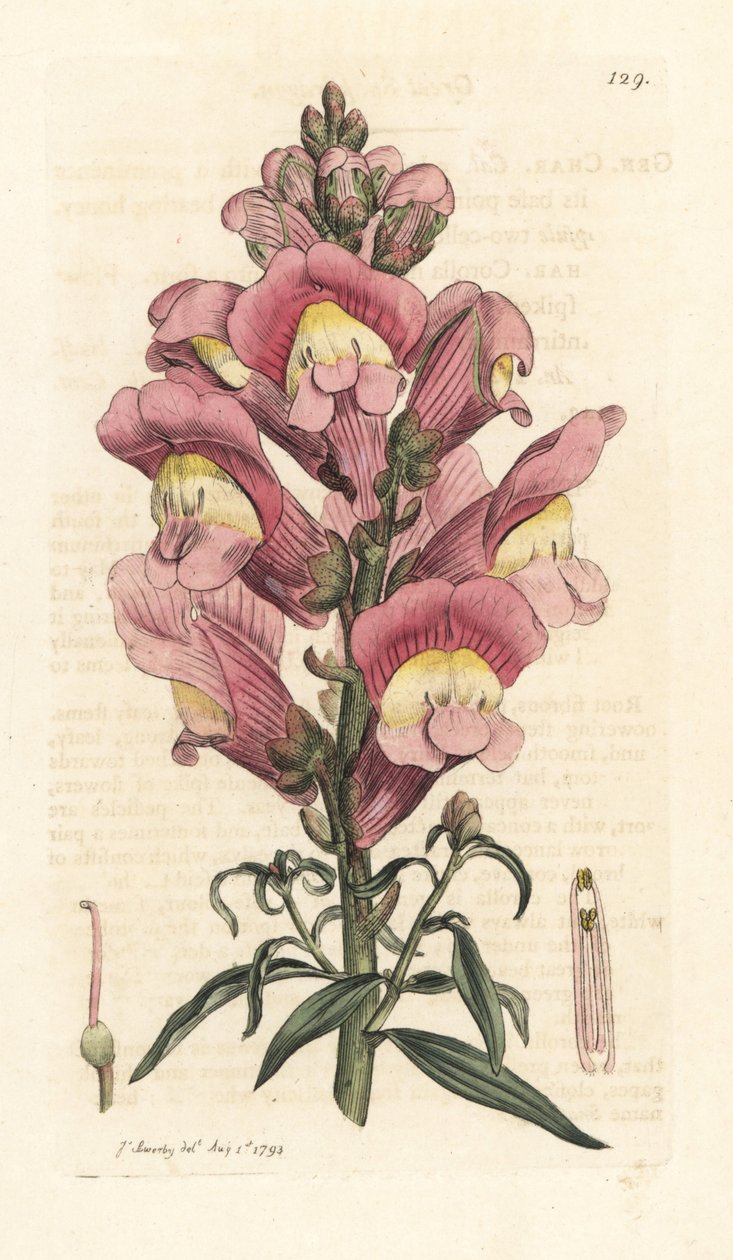 Snapdragon, Antirrhinum majus Ručně kolorovaná mědirytina podle ilustrace Jamese Sowerbyho z James Smith