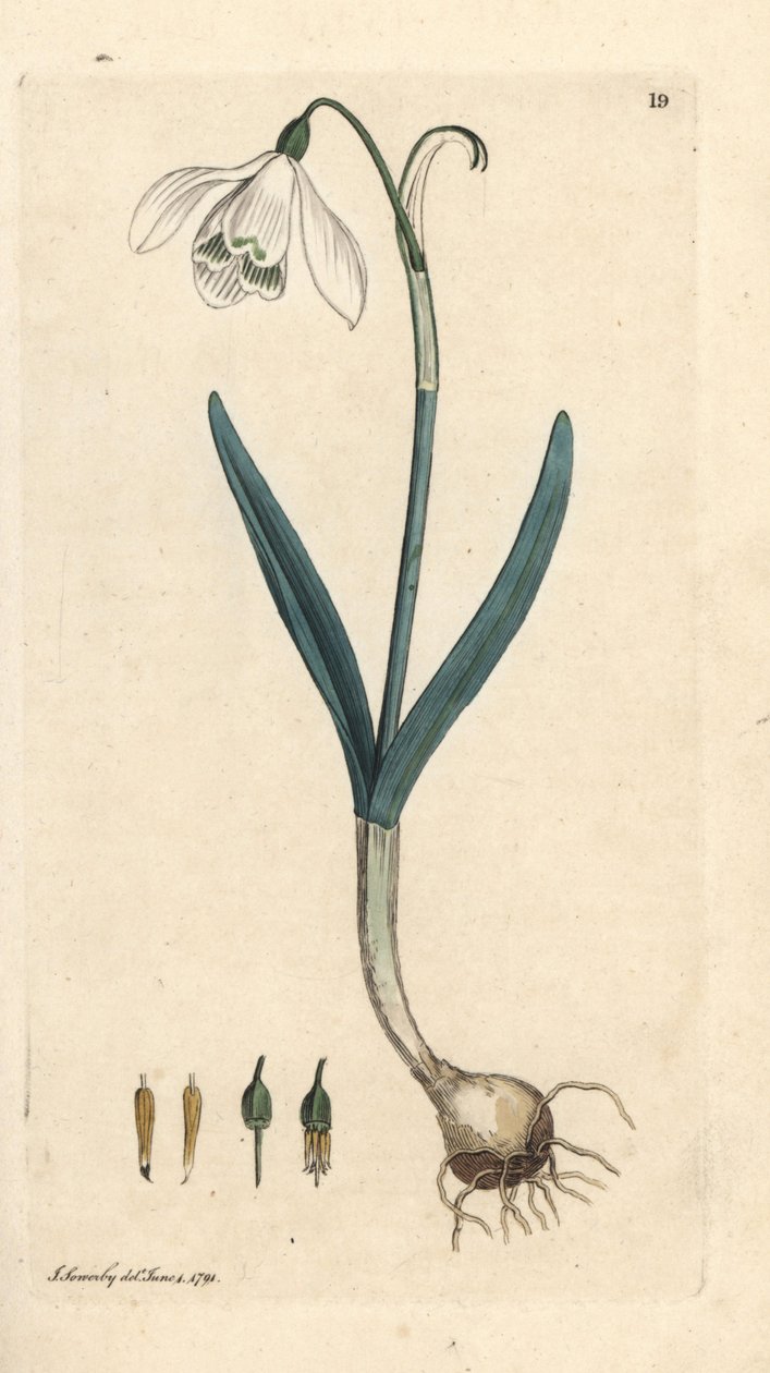 Sněženka, Galanthus nivalis. Ručně kolorovaná mědirytina podle ilustrace Jamese Sowerbyho z James Smith