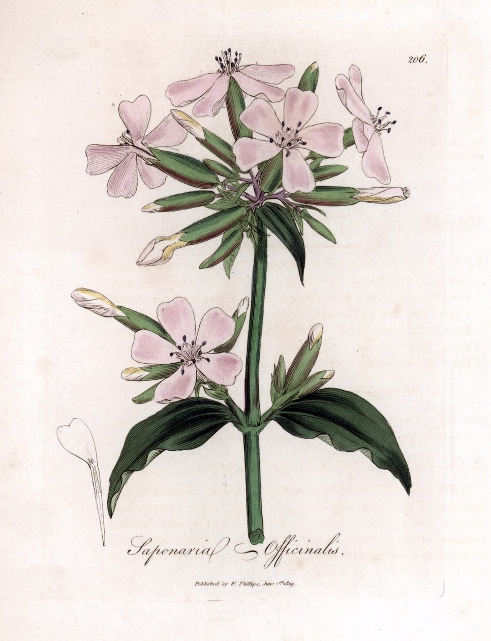 Mydlice lékařská, Saponaria officinalis. Ručně kolorovaná mědirytina z botanické ilustrace Jamese Sowerbyho z Williama Woodvilla a Sira Williama Jacksona Hookera "" Medical Botany "," John Bohn, Londýn od James Sowerby
