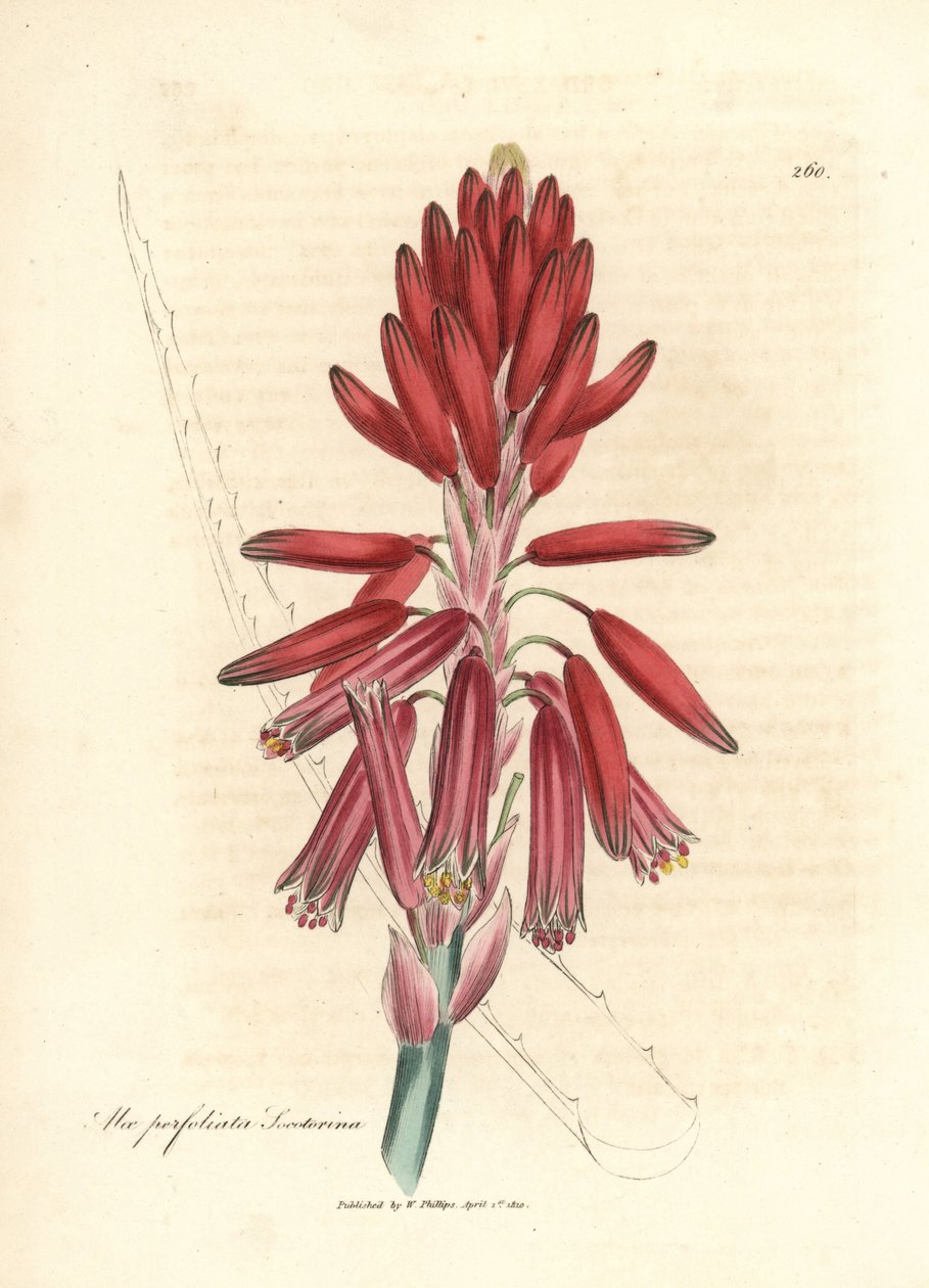 Socotorine aloe, Aloe perfoliata socotorine od James Sowerby